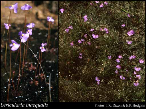 Photograph of Utricularia inaequalis A.DC.