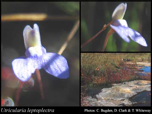 Photograph of Utricularia leptoplectra F.Muell.