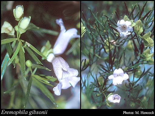 Photograph of Eremophila gibsonii F.Muell.