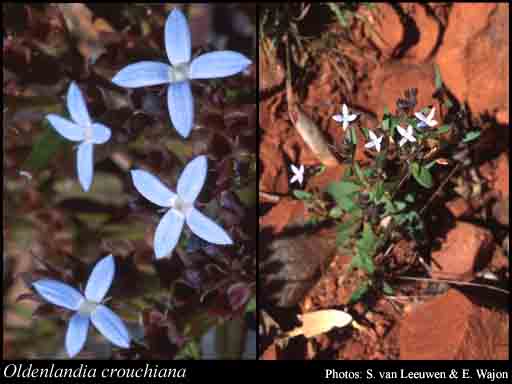 Photograph of Oldenlandia crouchiana (F.Muell.) F.Muell.