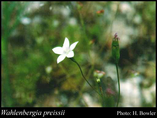 Photograph of Wahlenbergia preissii de Vriese
