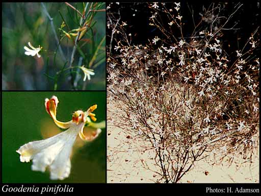 Photograph of Goodenia pinifolia de Vriese