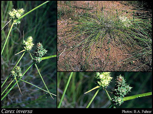Photograph of Carex inversa R.Br.