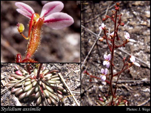 Photograph of Stylidium assimile R.Br.
