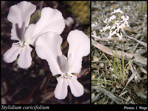 Photograph of Stylidium caricifolium Lindl.