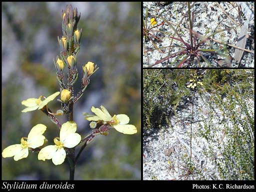 Photograph of Stylidium diuroides Lindl.