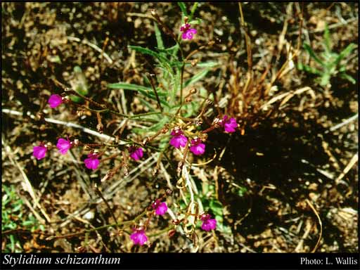 Photograph of Stylidium schizanthum F.Muell.