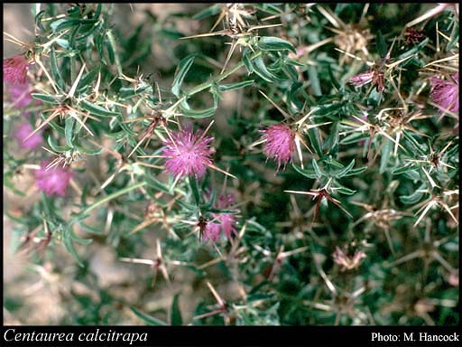 Photo of Centaurea calcitrapa L.