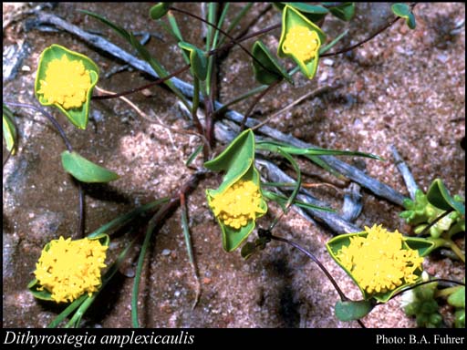 Photo of Dithyrostegia amplexicaulis A.Gray