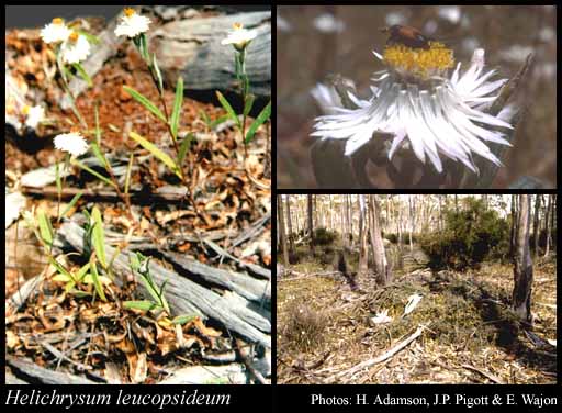 Photo of Helichrysum leucopsideum DC.