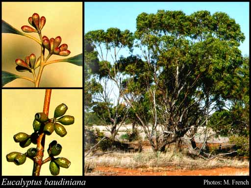 Photograph of Eucalyptus baudiniana D.J.Carr & S.G.M.Carr