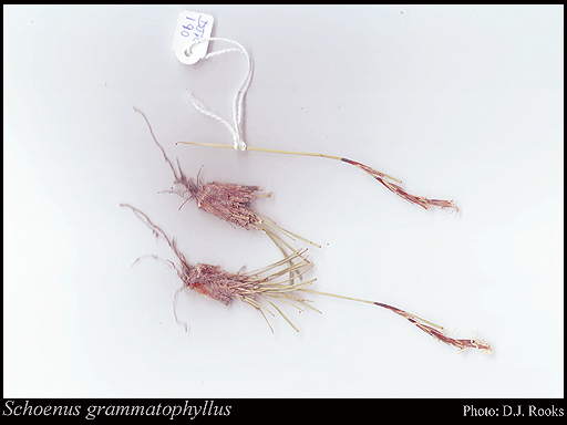 Photograph of Schoenus grammatophyllus F.Muell.